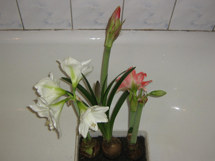 2900082260075666569DGhPHa_fs - Hippeastrum