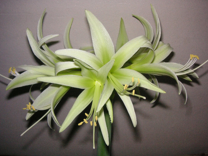 2902381920075666569CwzhZZ_fs - Hippeastrum