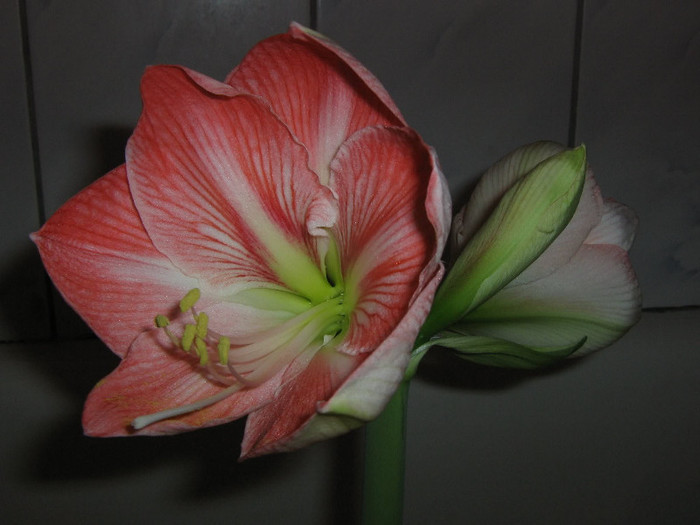 2903527130075666569lAPscf_fs - Hippeastrum