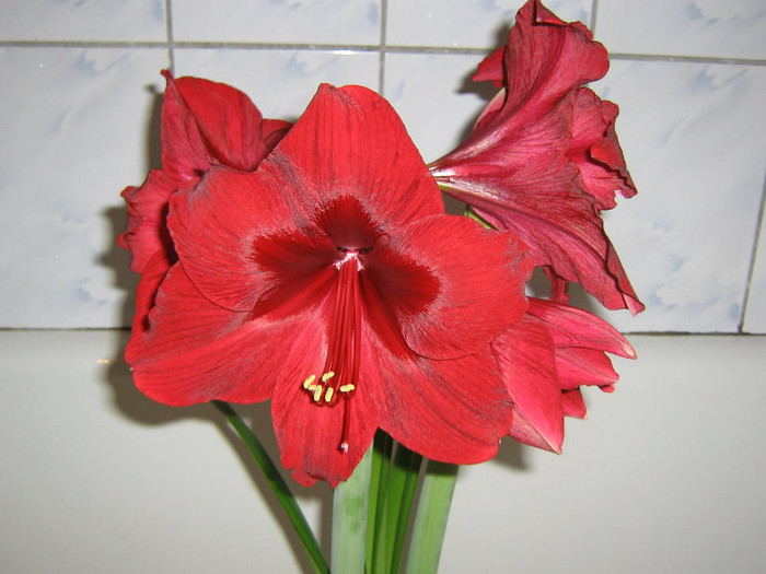 2906783720075666569UGBFwV_fs - Hippeastrum
