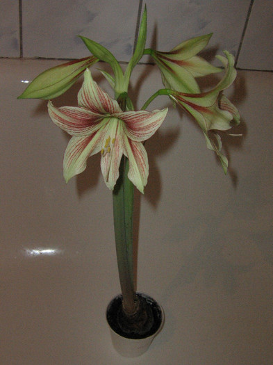 2914930140075666569mkdxBr_fs - Hippeastrum