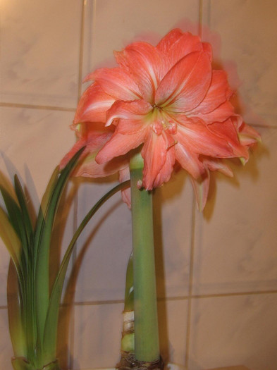2921009720075666569qbwyGF_fs - Hippeastrum