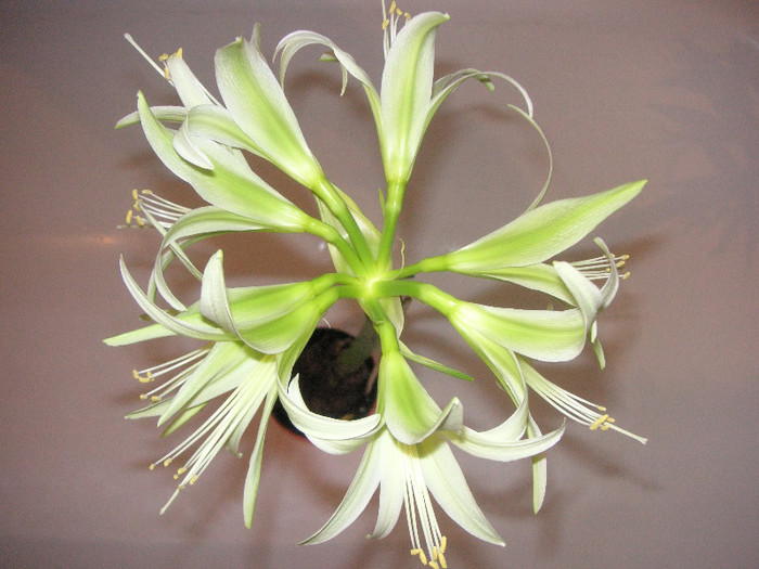 2926283250075666569cMGUJI_fs