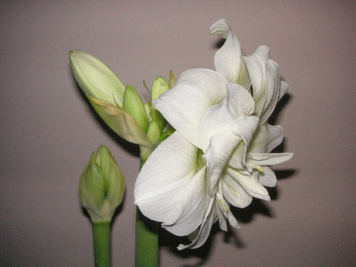 2931420270075666569CoQwXW_fs