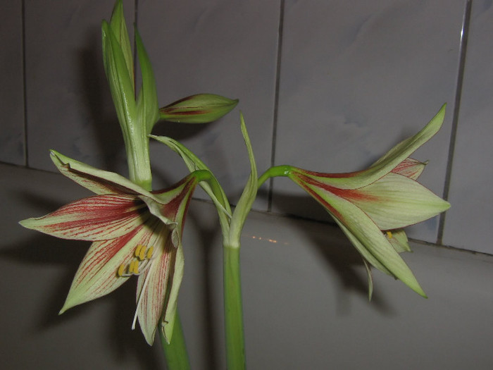 2936796990075666569PYuwfm_fs - Hippeastrum