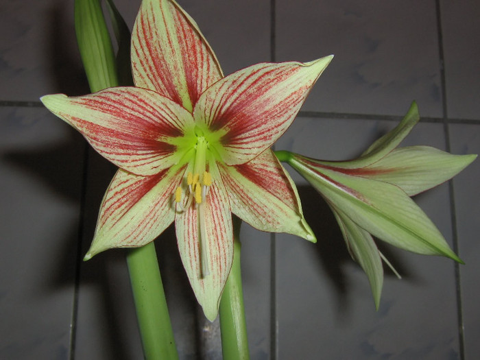 2939199420075666569rjsVRk_fs