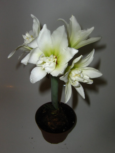 2940354280075666569kVHvss_fs