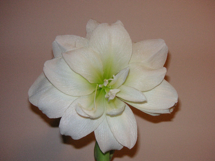 2944594570075666569gClDpL_fs - Hippeastrum