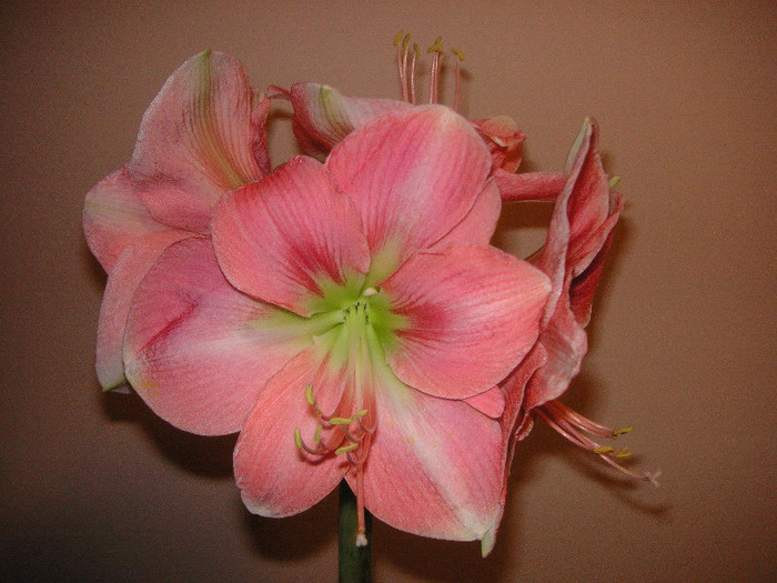 2947275550075666569oylsum_fs