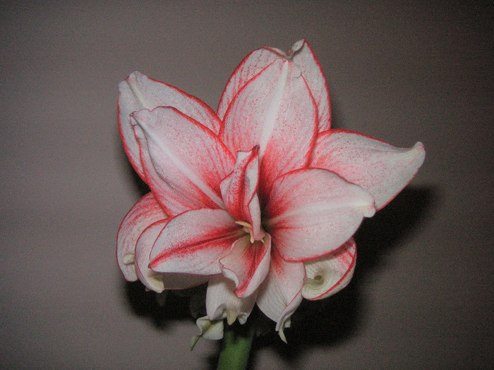 2955785500075666569cSdEUl_fs