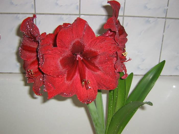2957507190075666569spEsLa_fs - Hippeastrum