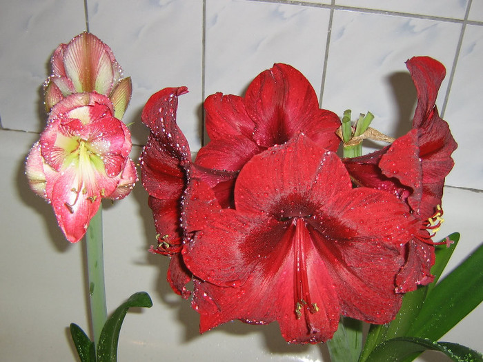 2961645600075666569PIarib_fs - Hippeastrum