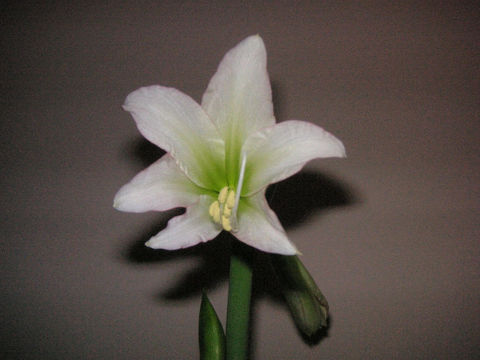 2969913660075666569plhGnd_fs