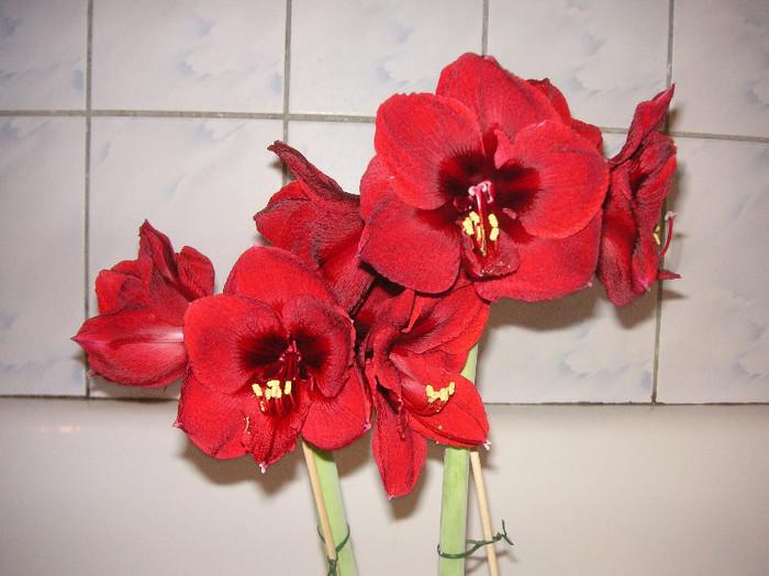 2988089740075666569mZgaKs_fs