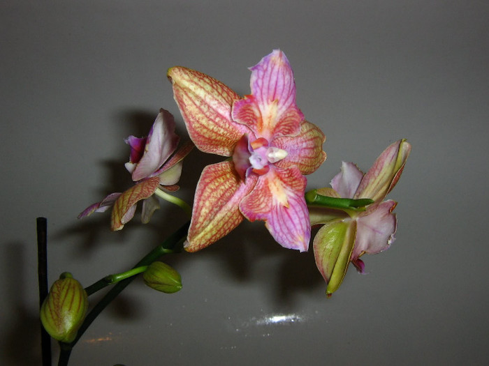 2051749240075666569MGgqEf_fs