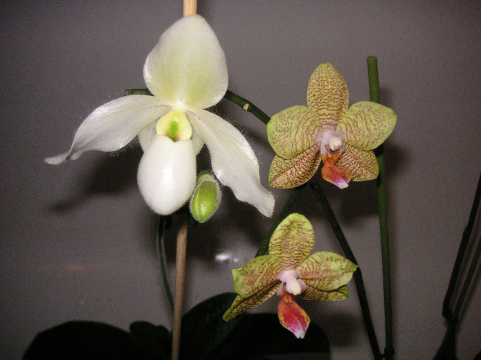 2062412160075666569tjtwNV_fs