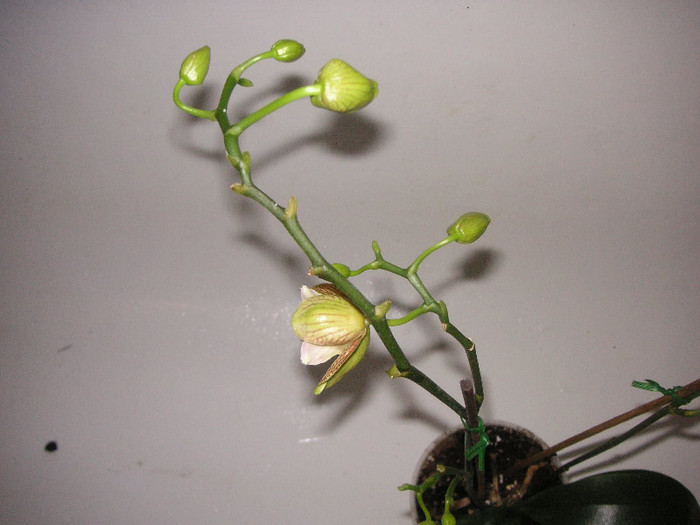 2074596030075666569tBQudy_fs