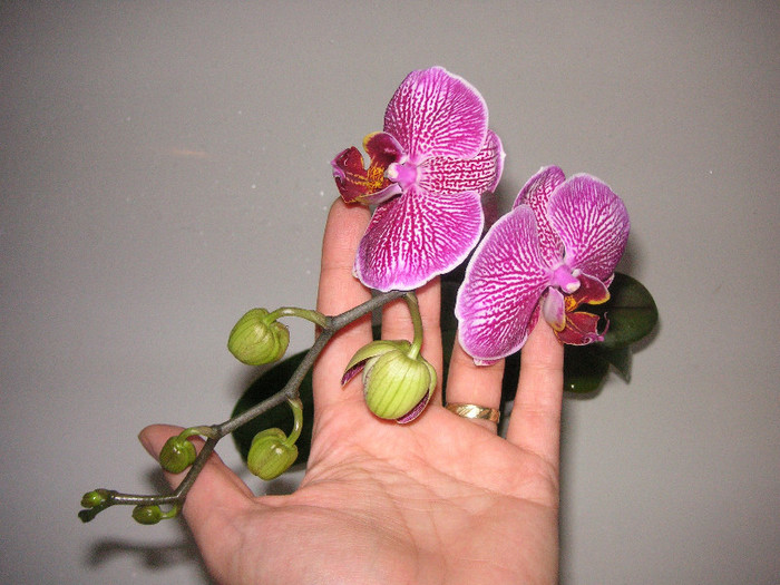 2075750410075666569wFHlFl_fs