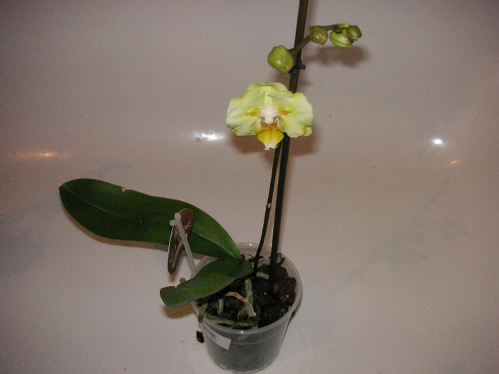 2078298290075666569yZAYXX_fs