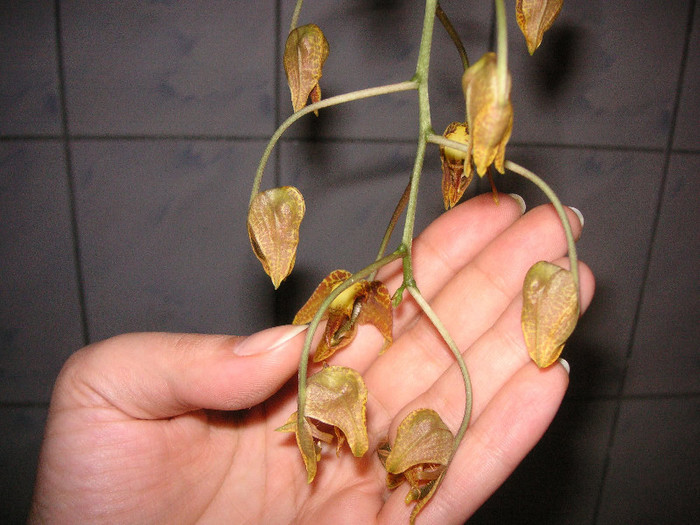 2097242130075666569lJbyOh_fs