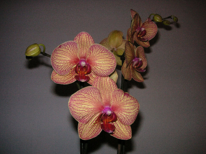 2133639940075666569UOHYZb_fs