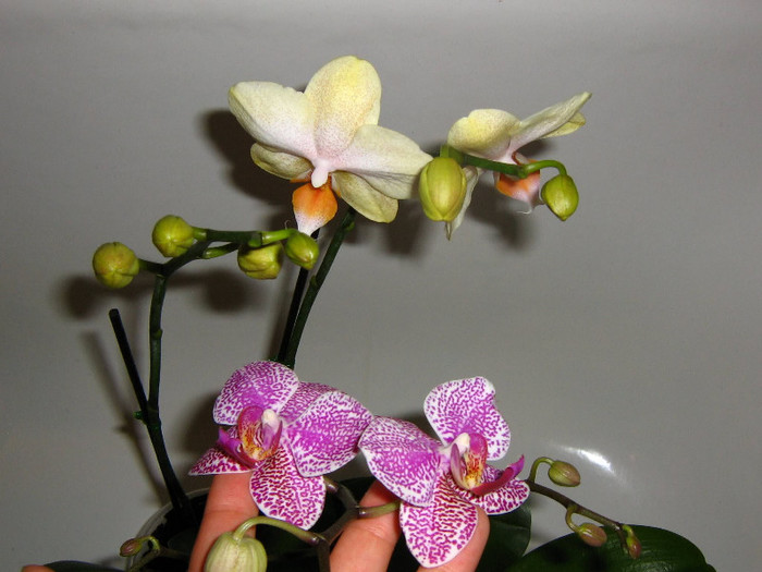 2153512230075666569gpyKWG_fs