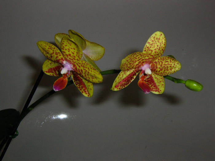 2162442700075666569FUmEWT_fs