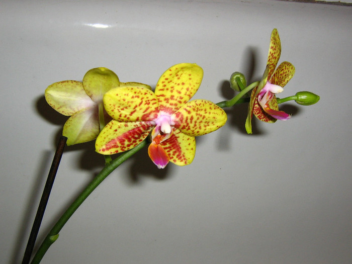 2175013890075666569XGeIib_fs