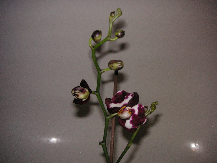 2175514170075666569lMsvXS_fs