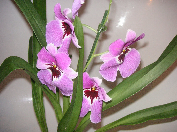 2189042570075666569bWXvNl_fs