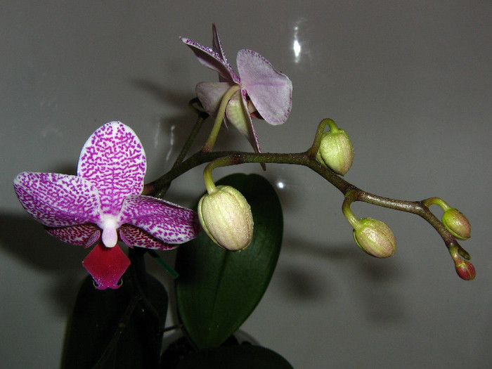 2189914280075666569cRxbuQ_fs