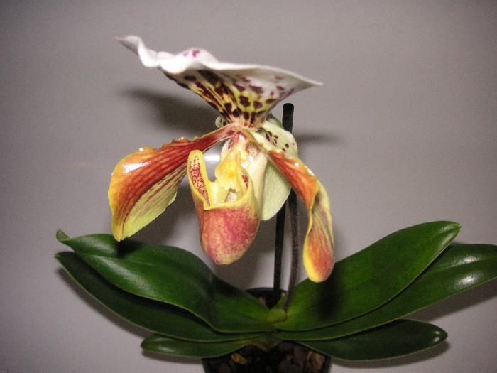 2195811450075666569qISIca_fs