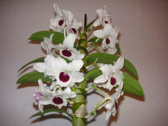 2199774700075666569NDXeJW_fs