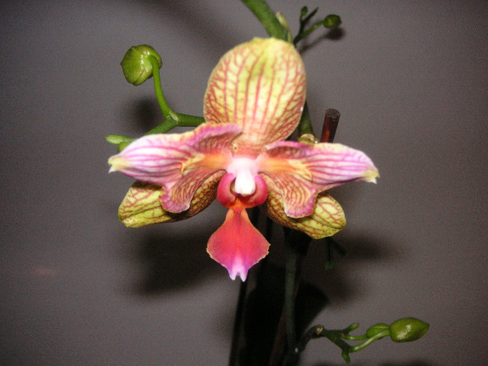 2201912630075666569lpHkCV_fs