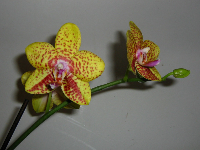 2201973760075666569GqKXaa_fs