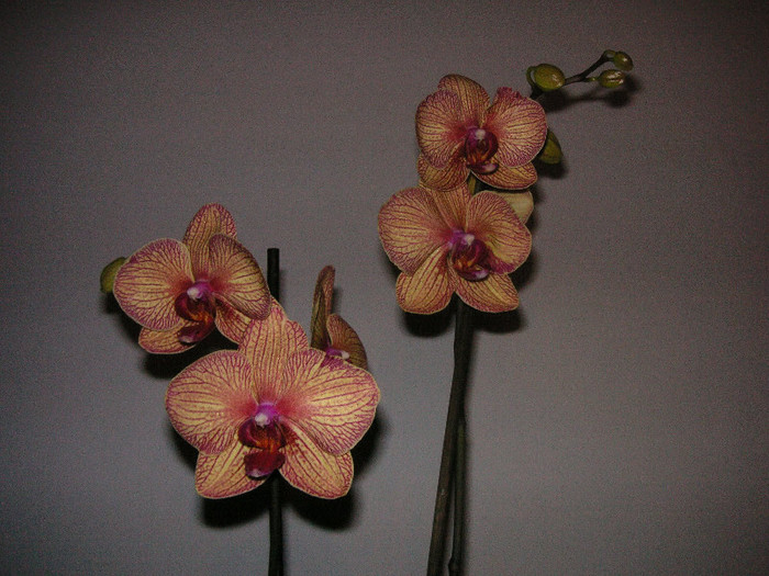 2223766460075666569QPZnrh_fs