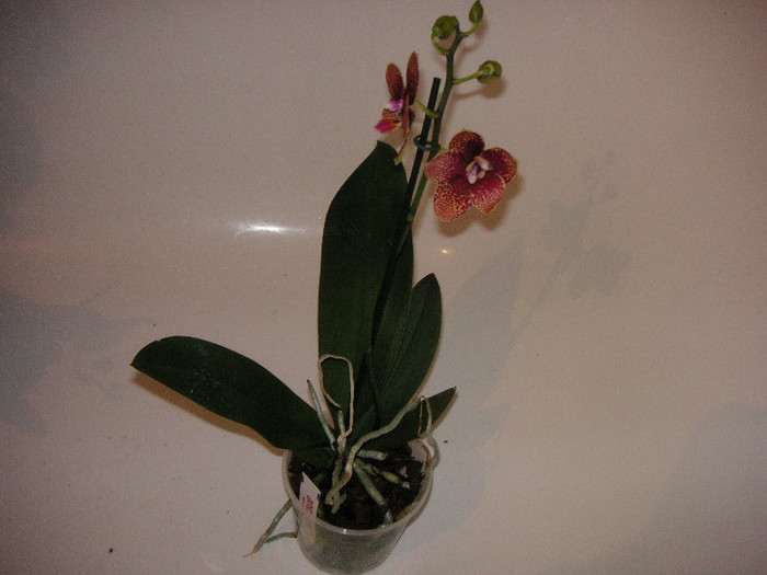 2250030560075666569YwHIMh_fs - Orhidee II