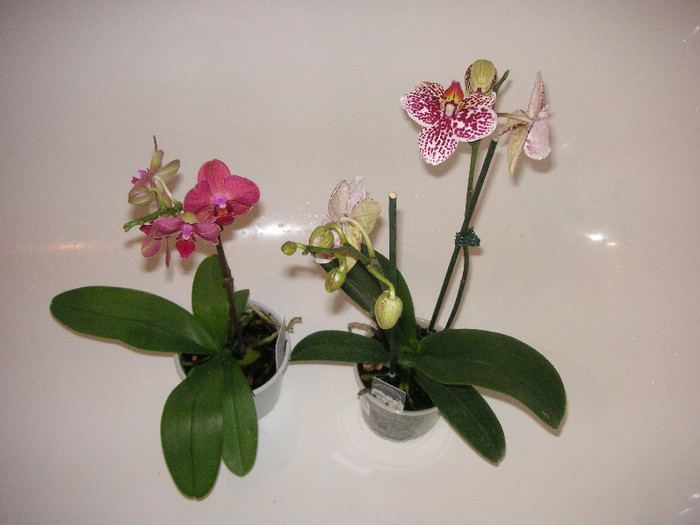 2253946030075666569HbsMBR_fs - Orhidee II