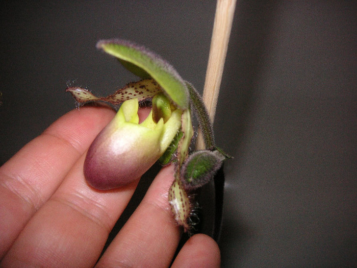 2261063160075666569FaDaMD_fs