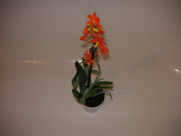 2264381200075666569FrlAyB_fs