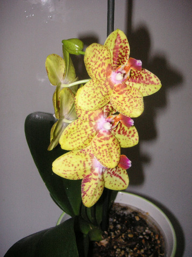 2274043160075666569tNcdvK_fs