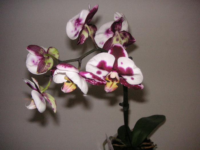 2287228380075666569GWYBWT_fs