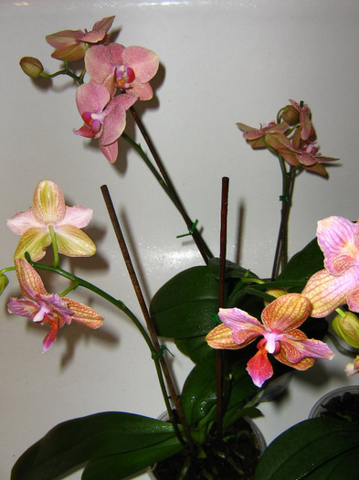 2288380970075666569GFiIPF_fs