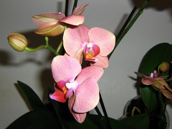 2289861460075666569tQLoId_fs