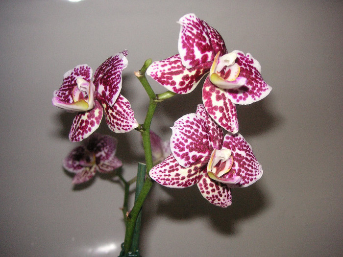 2292442630075666569WDvjQI_fs