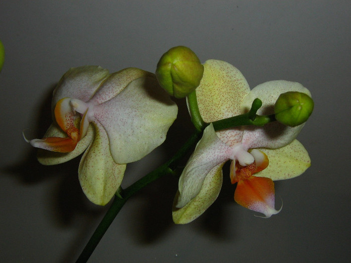 2304453510075666569ybiJqQ_fs