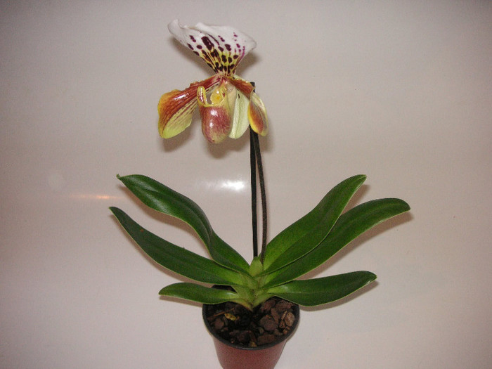 2329456220075666569uLFFlM_fs