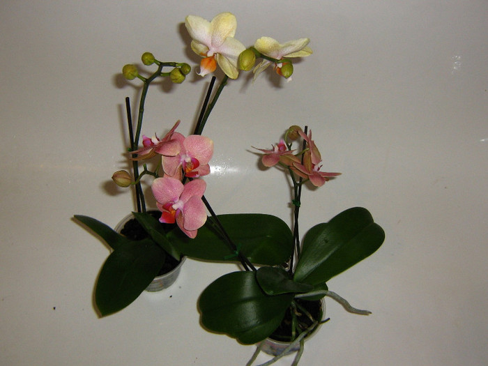 2357912490075666569GofwyY_fs