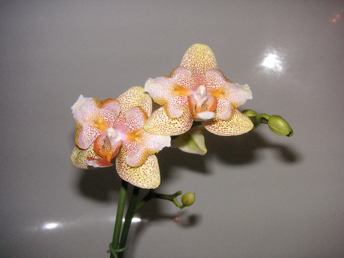 2377888150075666569yrrsmq_fs