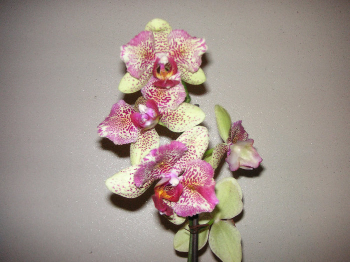 2384220750075666569JpNoZZ_fs